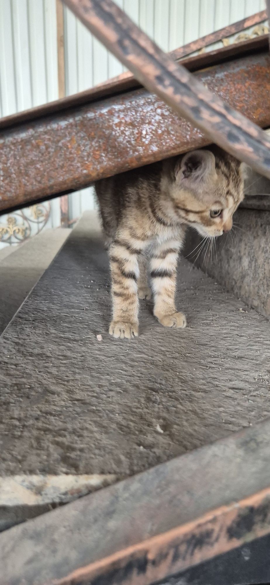 Срочно отдам котят