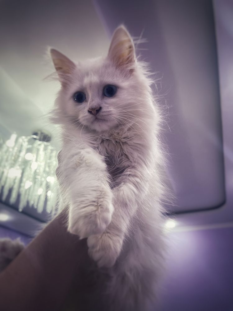 Снежный котенок (Мейнкун)