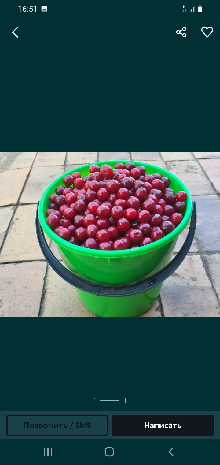 Продам малину и вишню