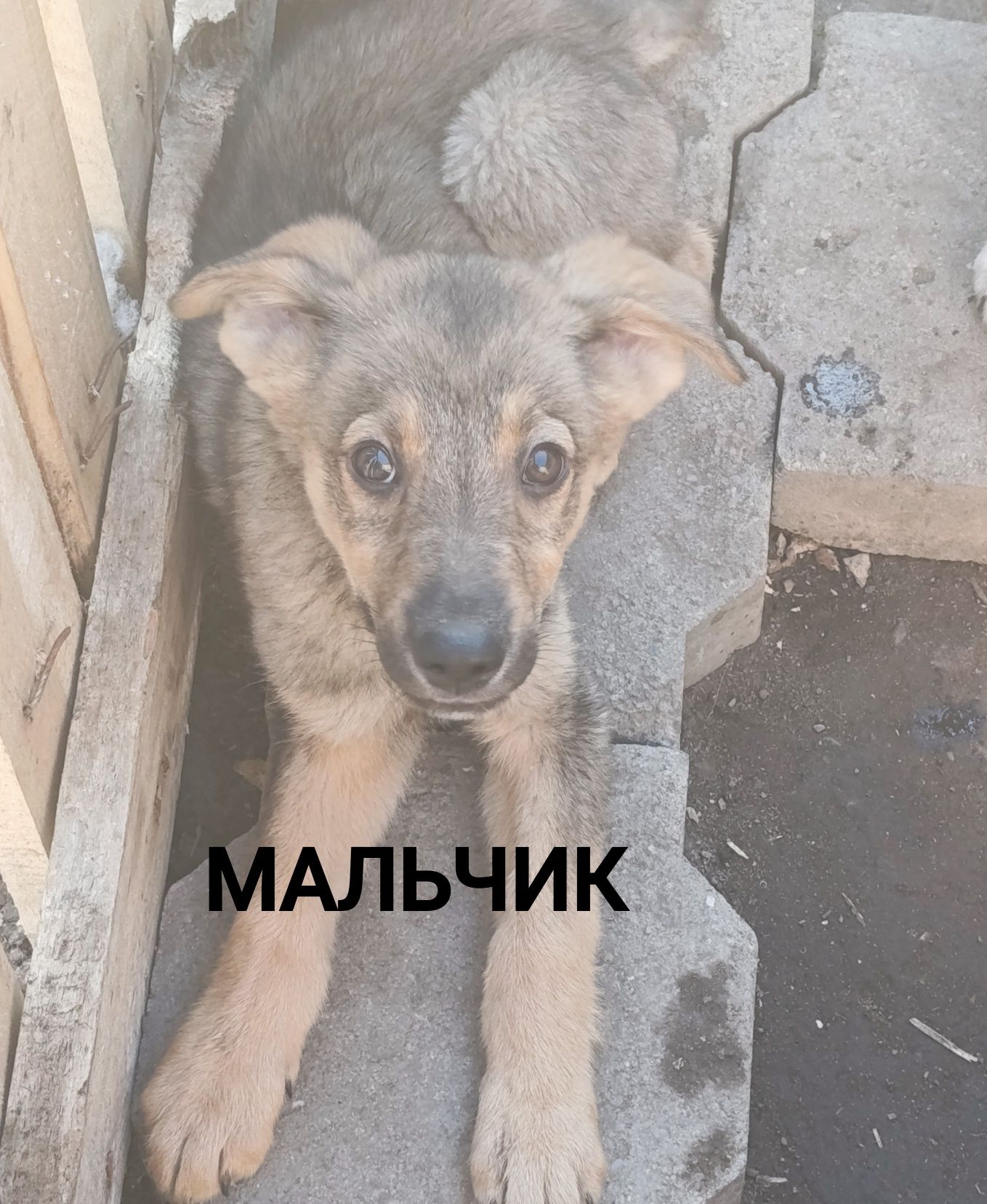 Замечательные щенки ищут дом