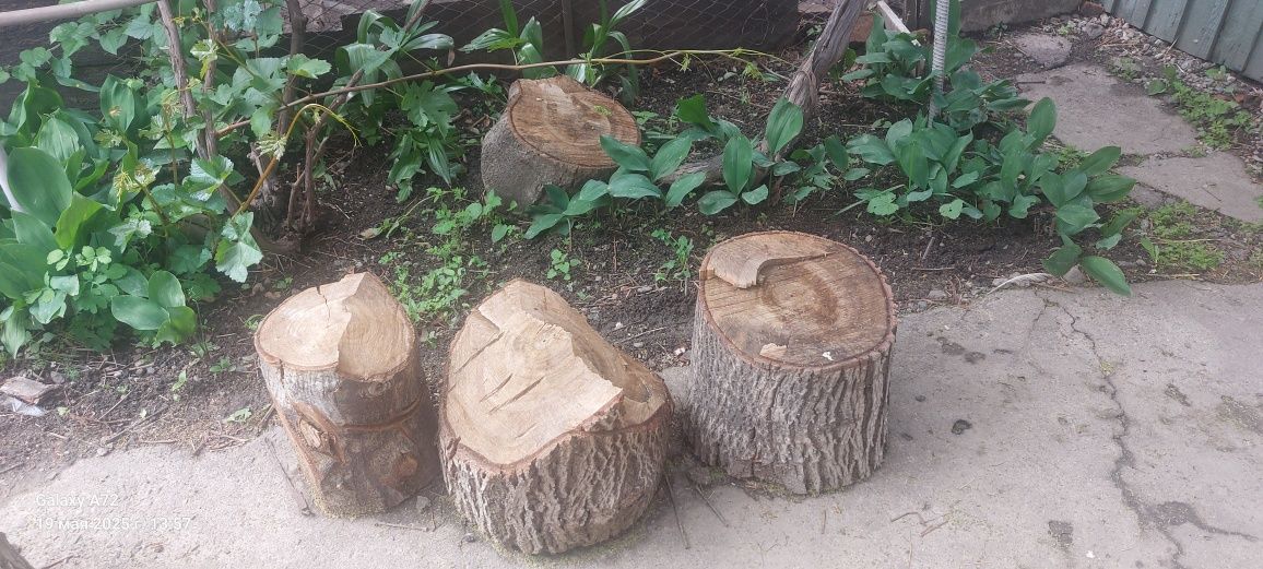 Продам   дрова   пни