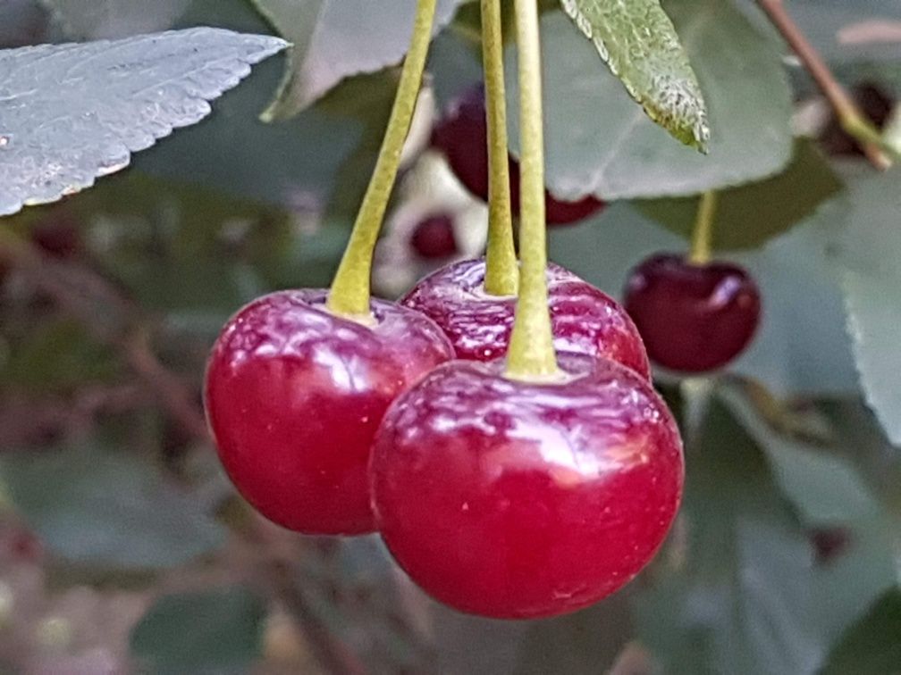 Продам вишню,  крыжовник.черную смородину