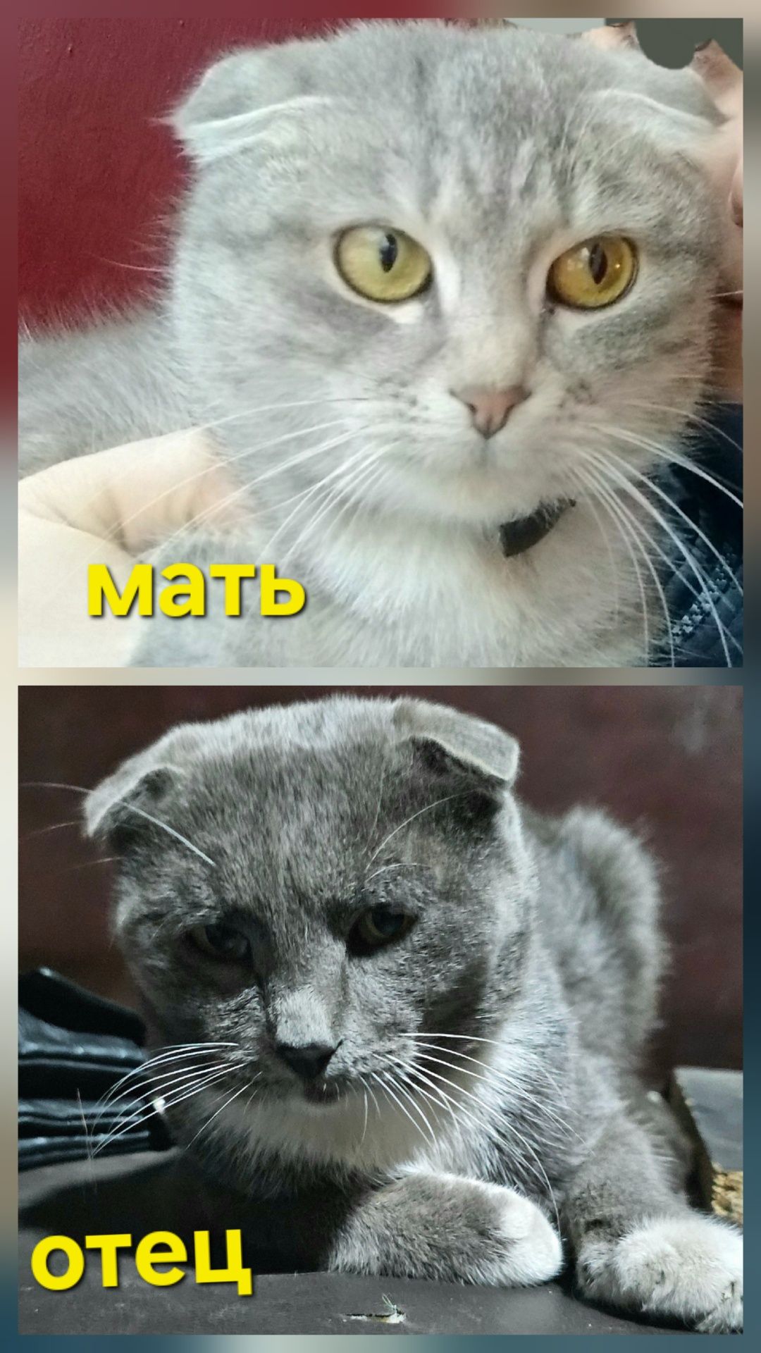 Отдам.     котят
