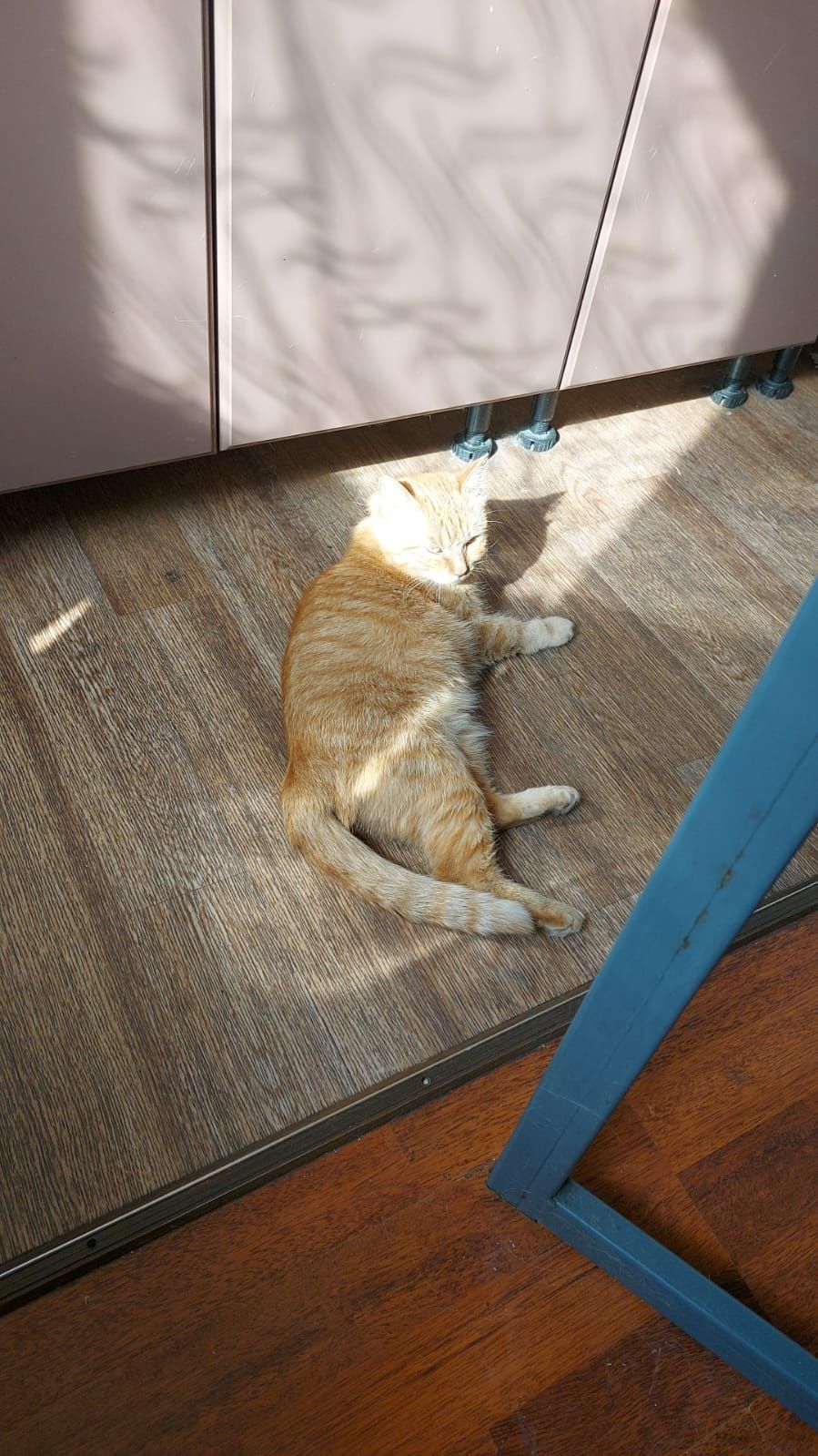 Срочно отдам кошку