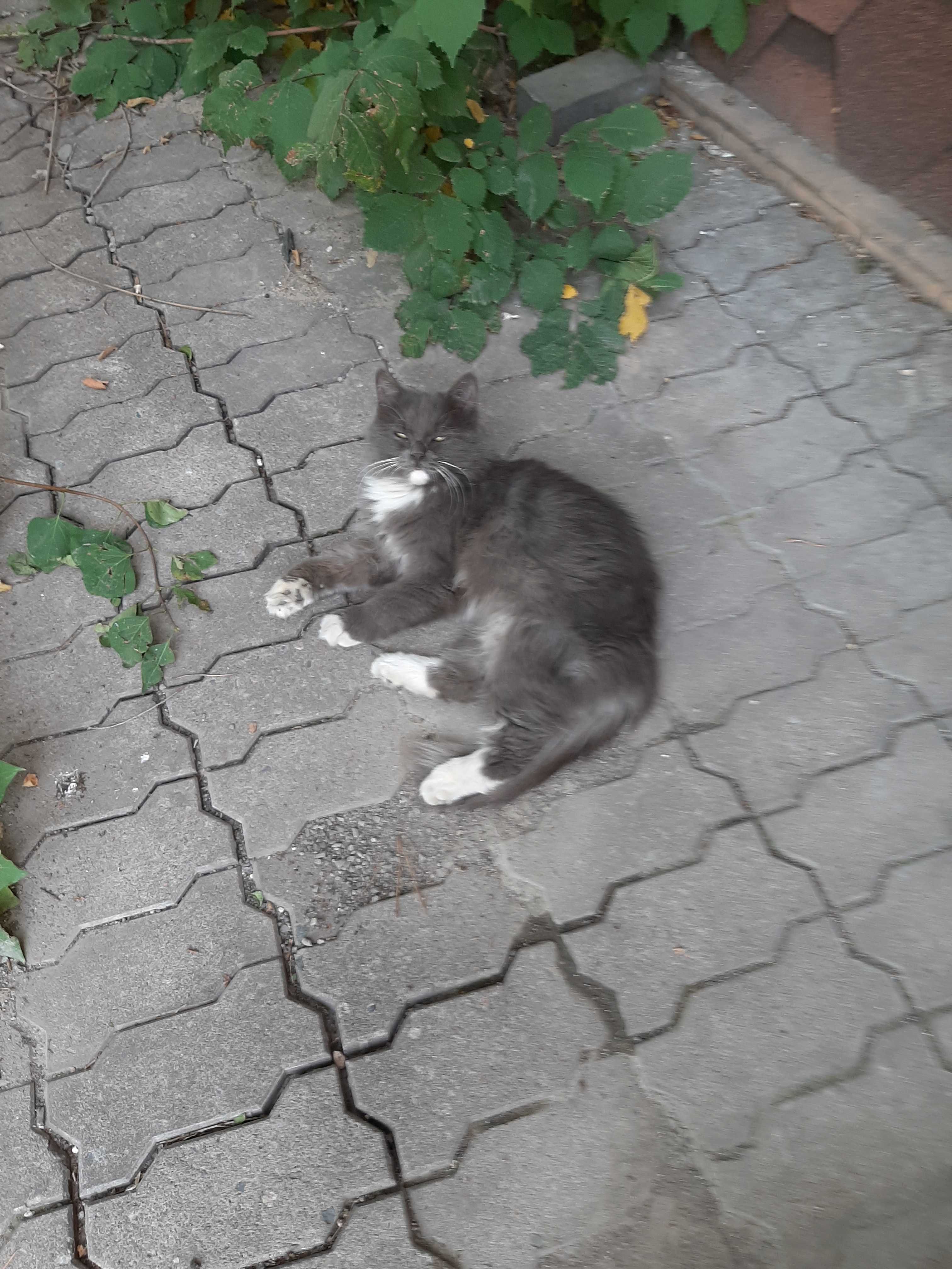 Молодая кошечка в любящую семью!