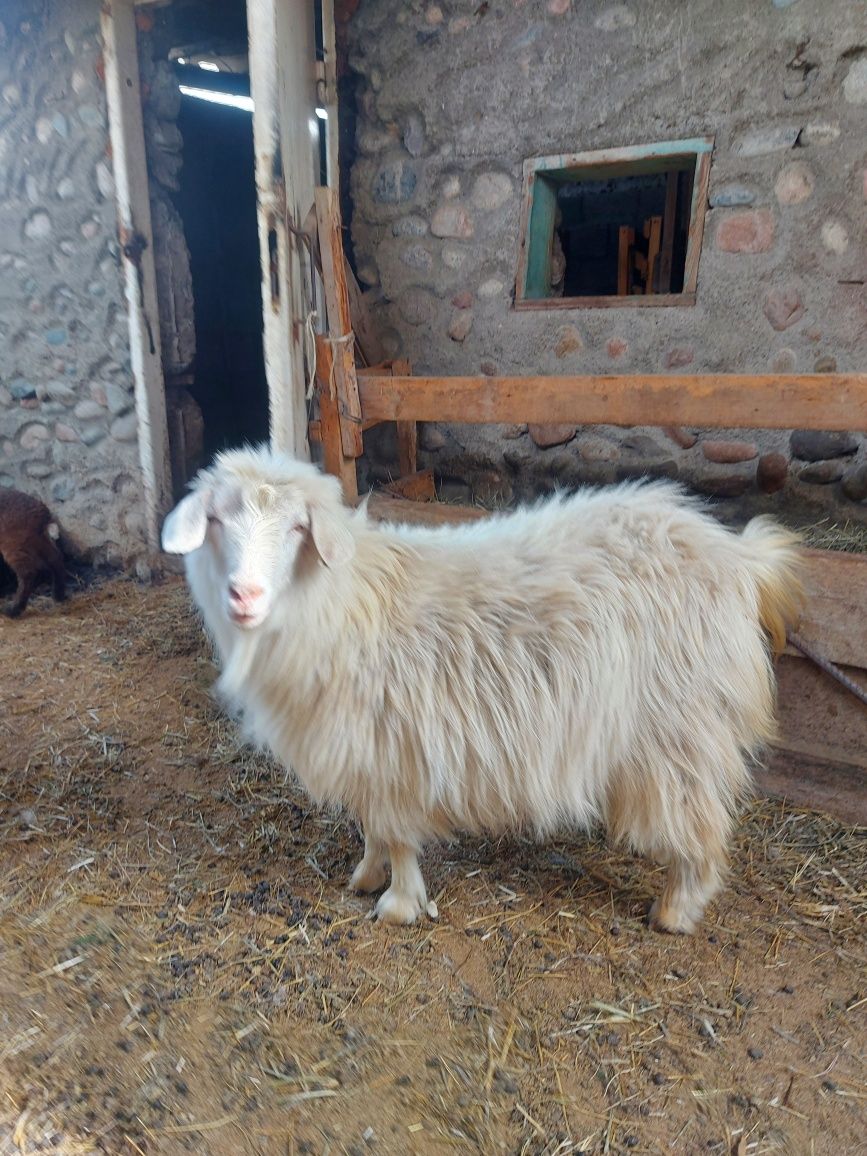 Коза ,продам козу беременную