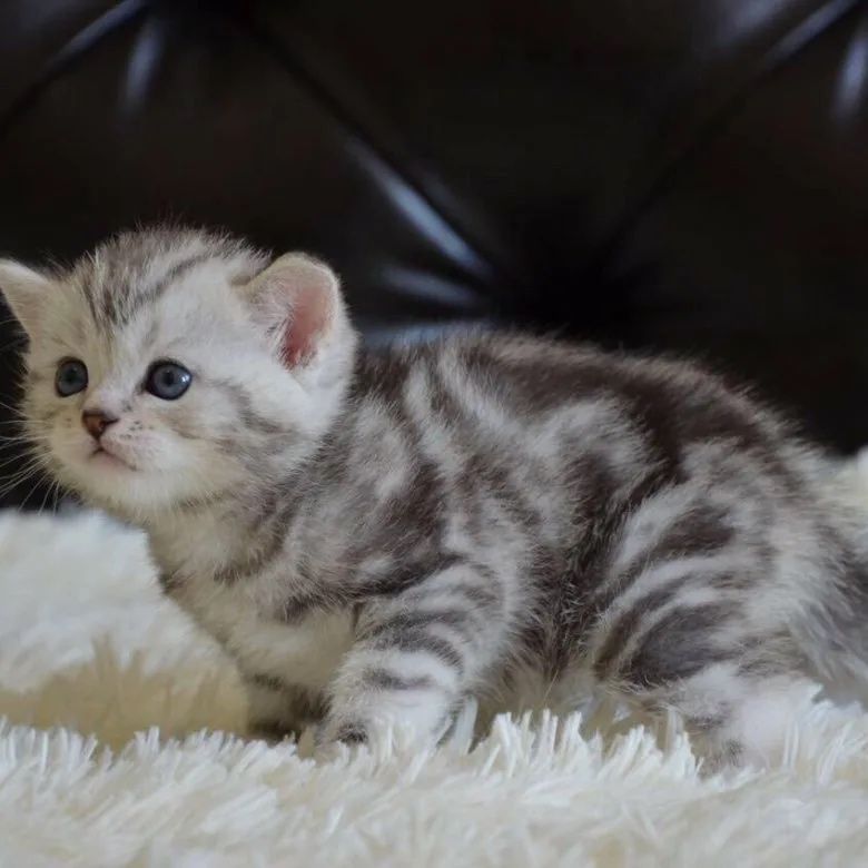 Шотландские прямоухие котята