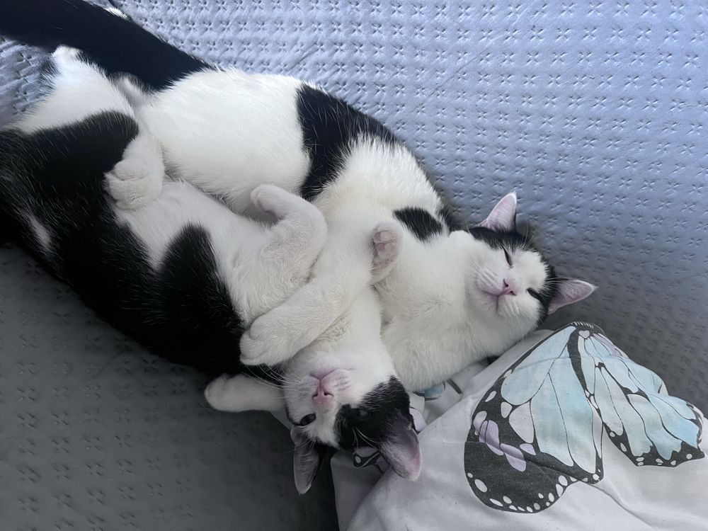 кот 4 месяца ищет хозяина