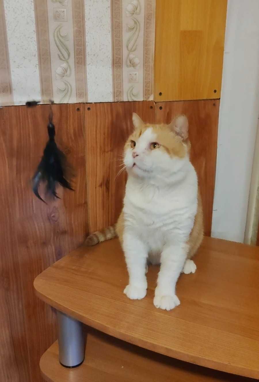 Обаятельный бело-рыжий котик ищет дом