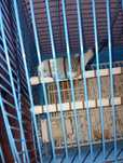 Попугай прадоется 54000