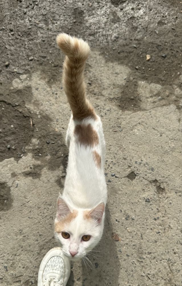 Ласковая уличная кошечка ищет тёплый дом.