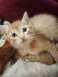 Котенок ищет дом.