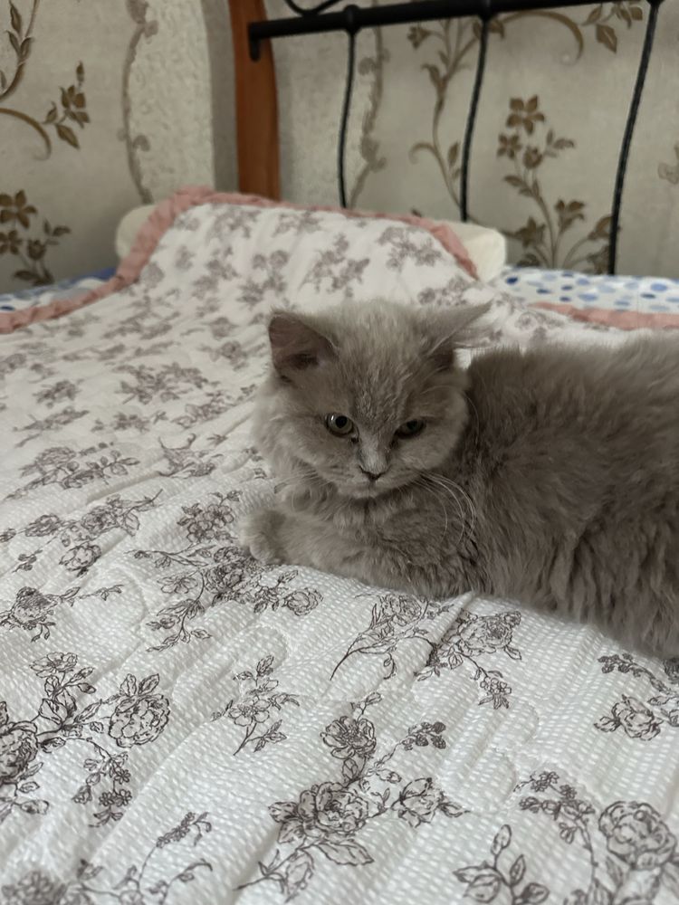 Котёнок британский длинношерстный