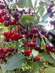 Продам замороженную вишню