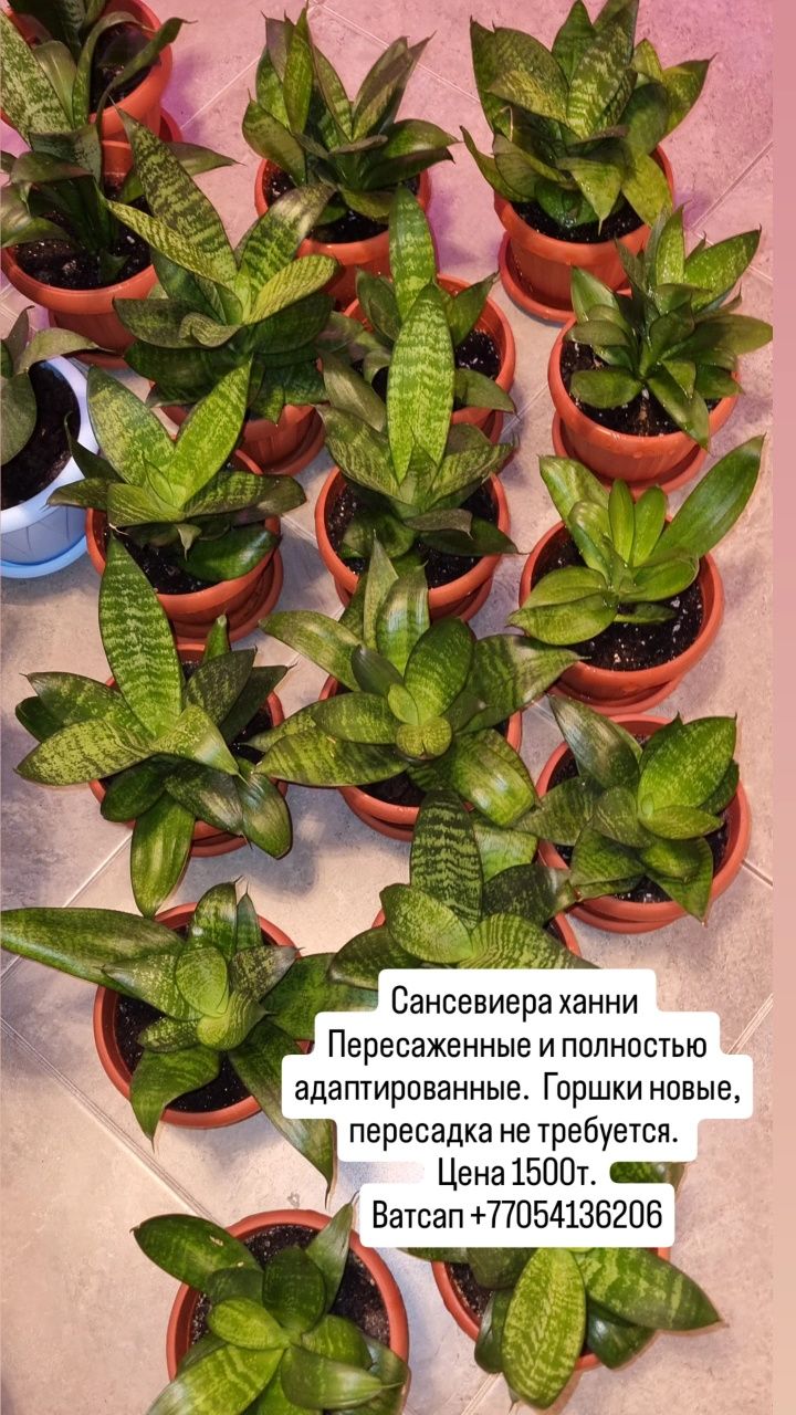 Готовые комнатные цветы в школу, в офис