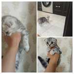 Котята. Скотиш фолд СРОЧНО