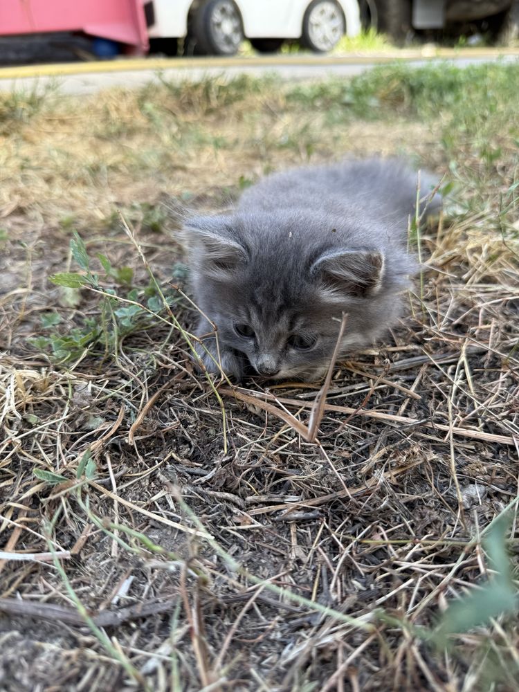 Ребенок нашел котенка (мальчик)