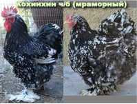Обмен мраморных кохинхинов