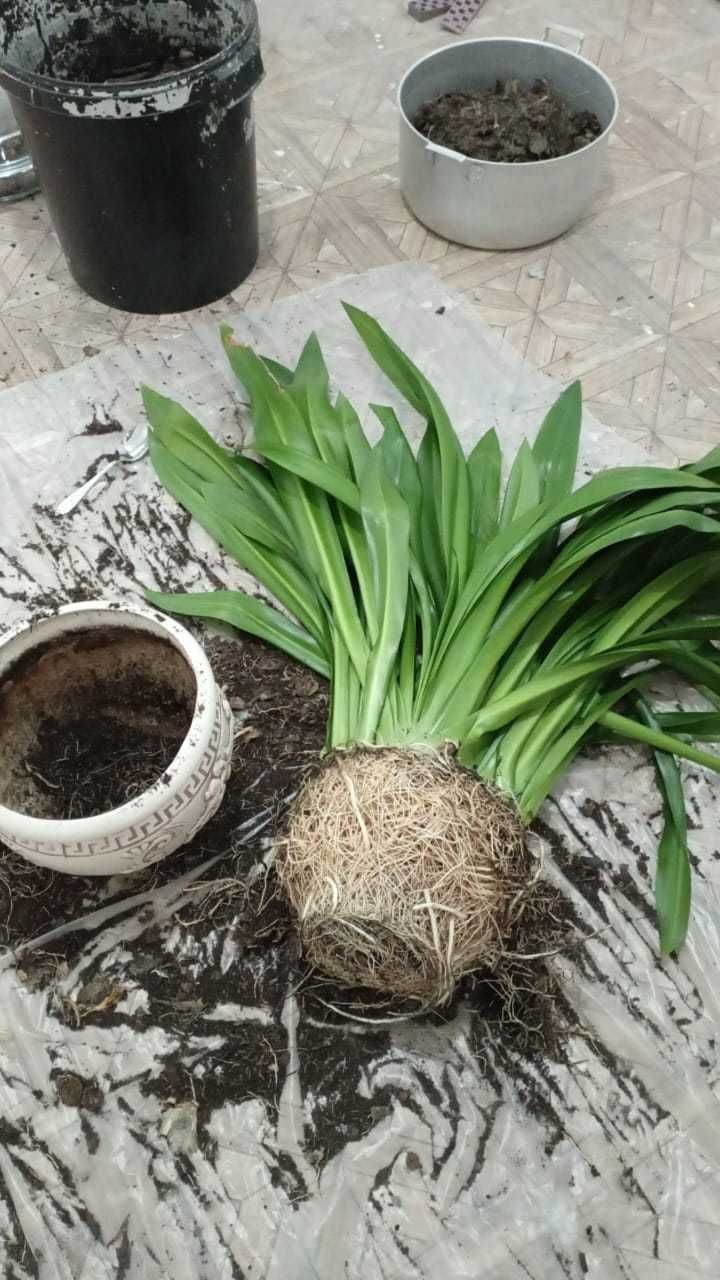 Гименокаллис карибский (паучья лилия)