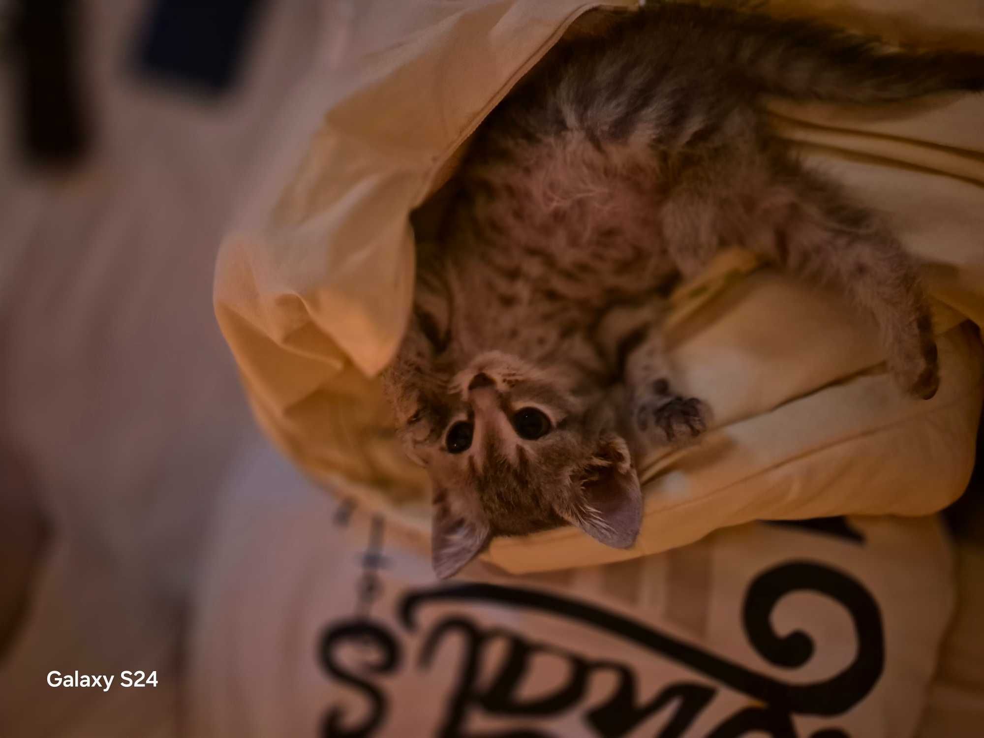 Котенок. Игривая девочка . Ей 2.5 месяца . Умненькая . Окрас табби