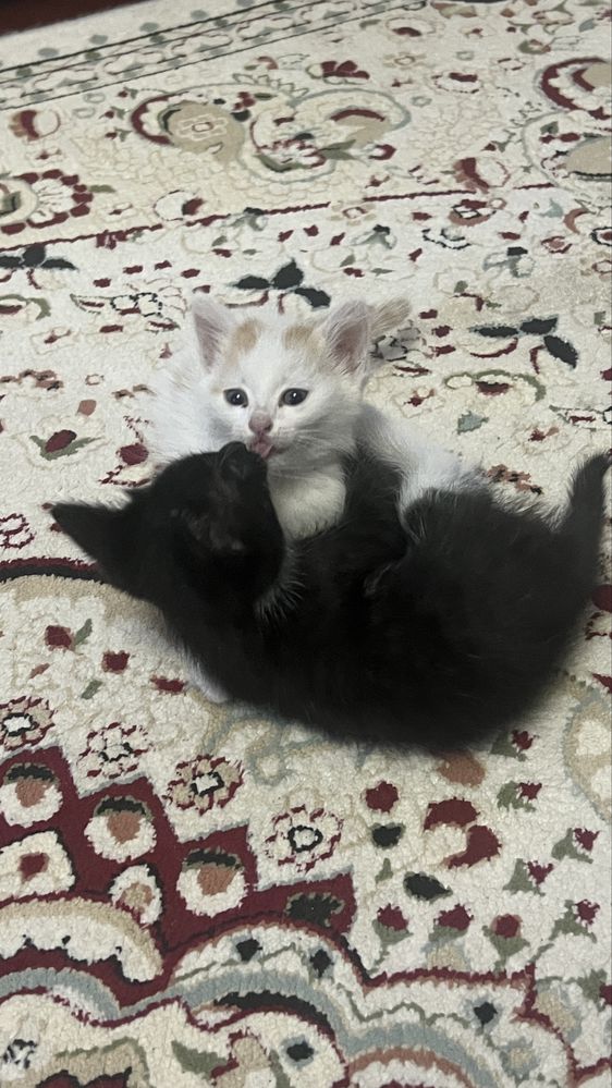 Милые котята в добрые руки