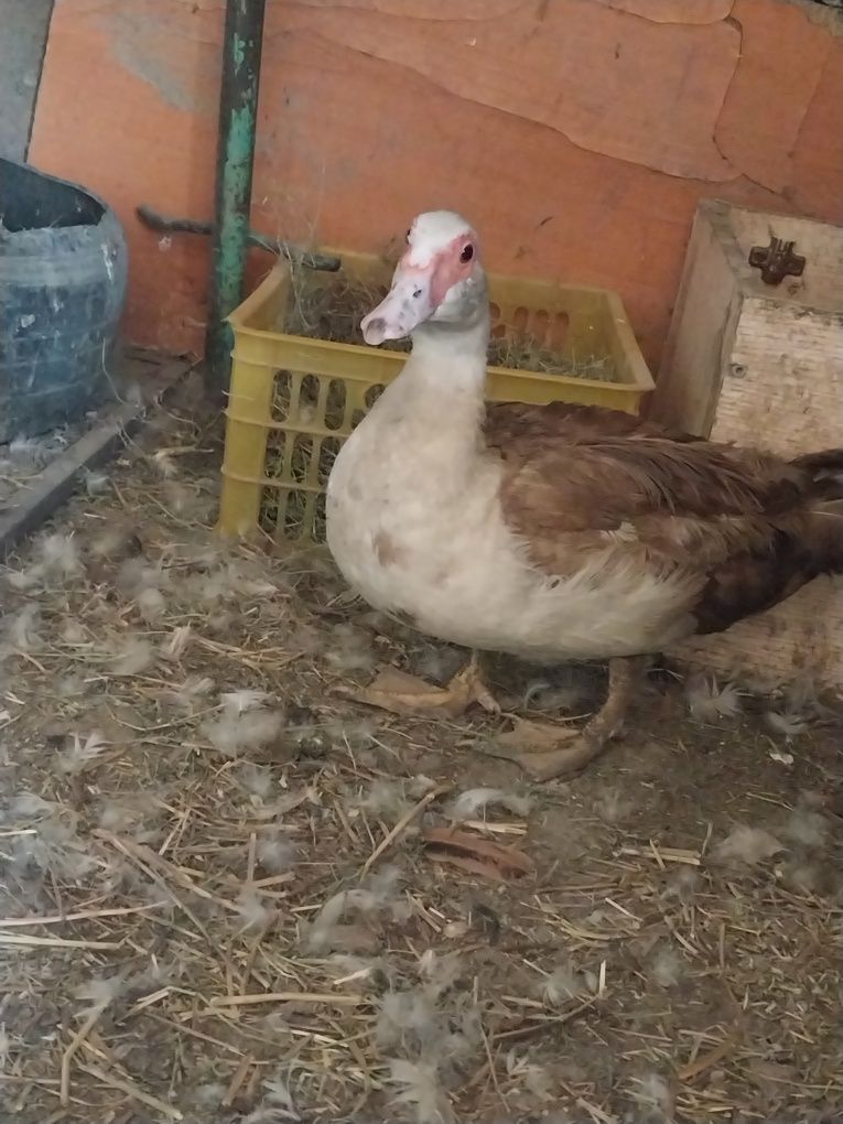 Продам индоутку.
