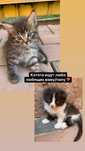 Котята ищут дом. СРОЧНО!