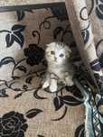 Продам шотландский котят