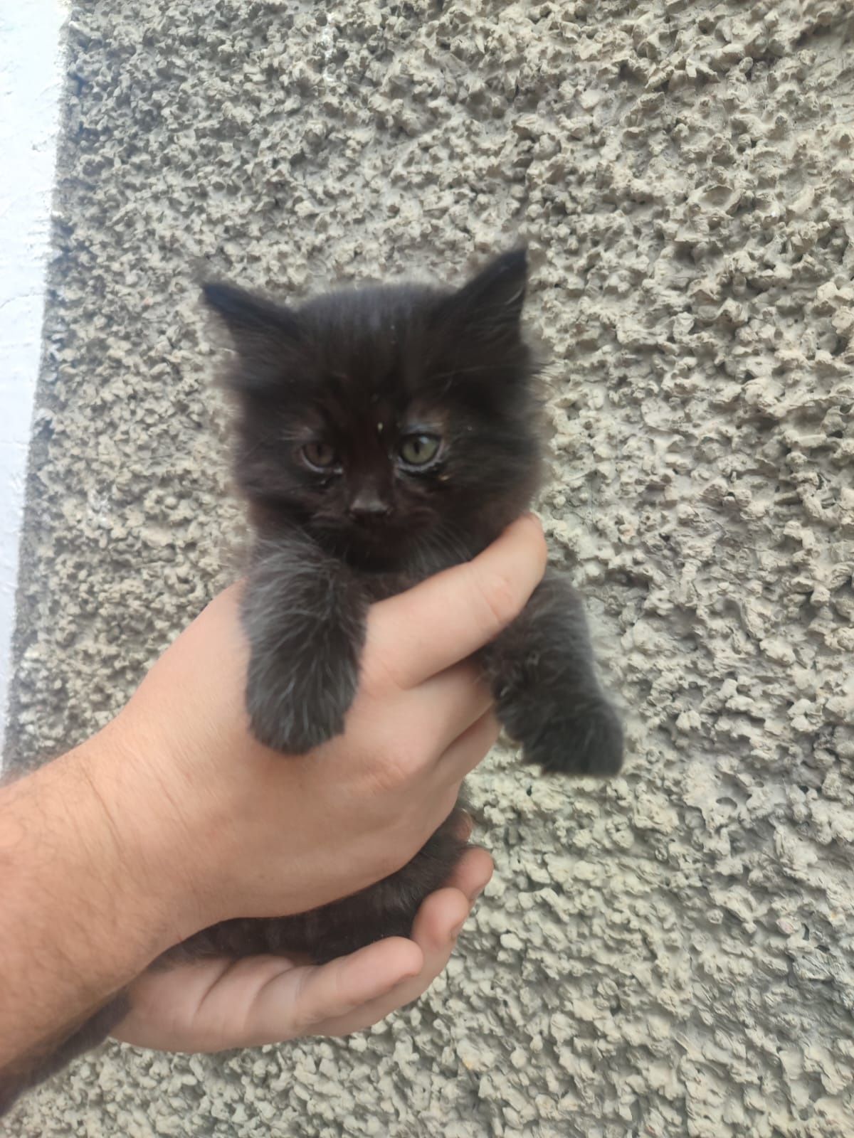 Котята в хорошие руки