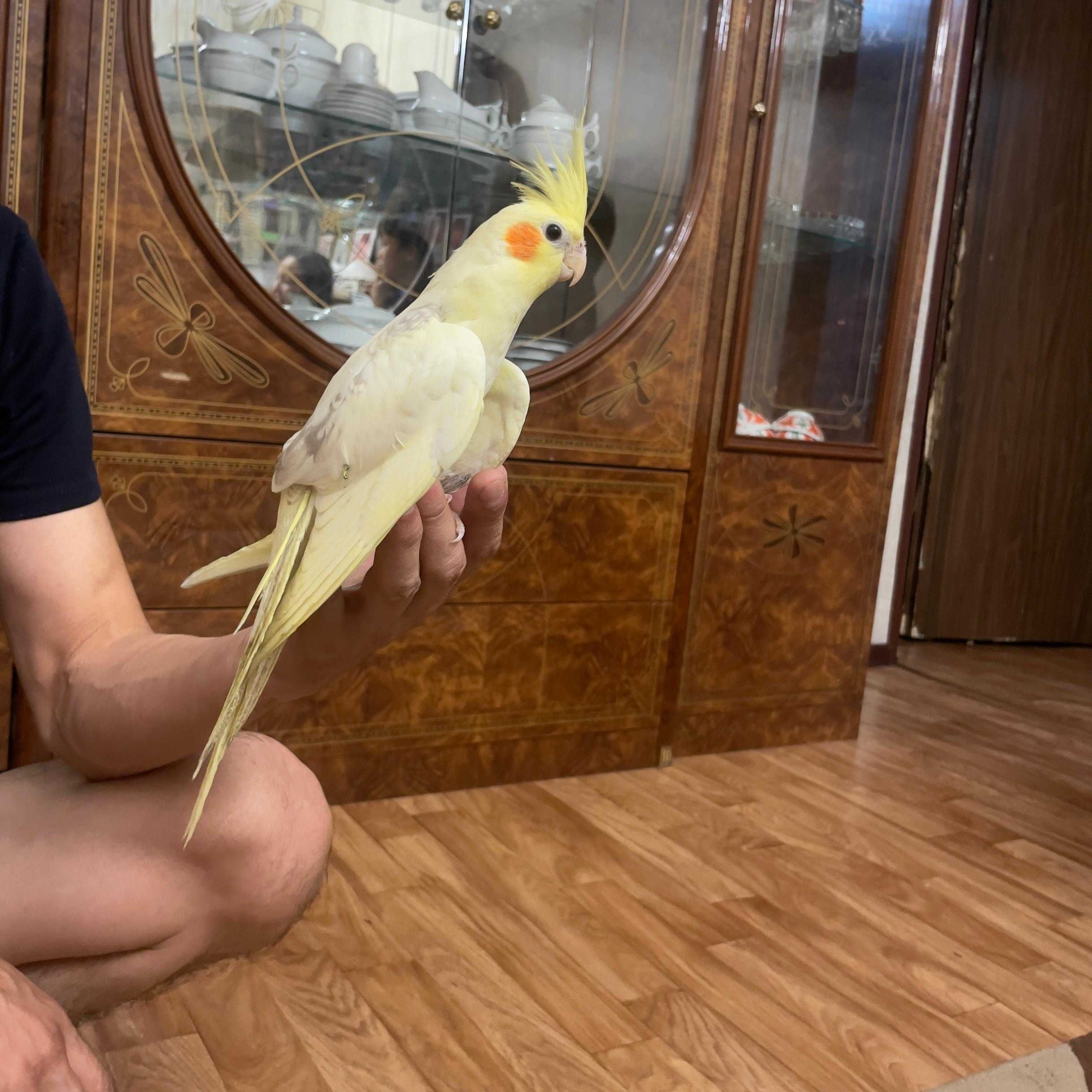 2 Попугая Корелла самец и самка  склеткой