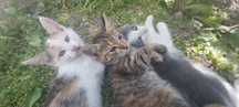 Отдадим котят с кошкой срочно!!!