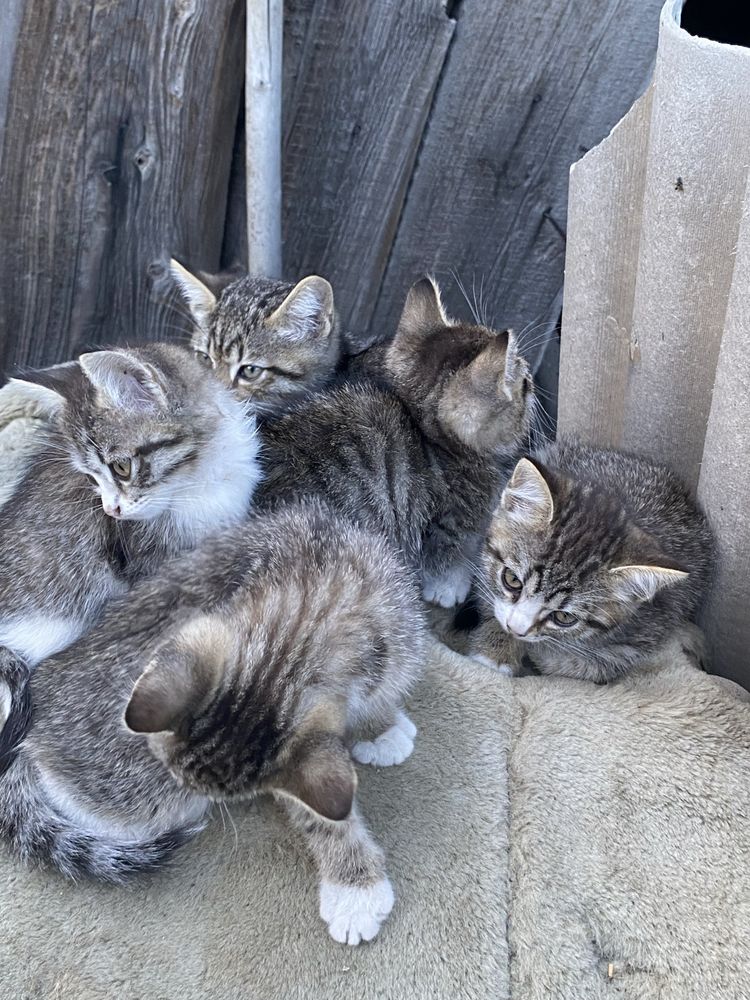Отдадим маленьких котят
