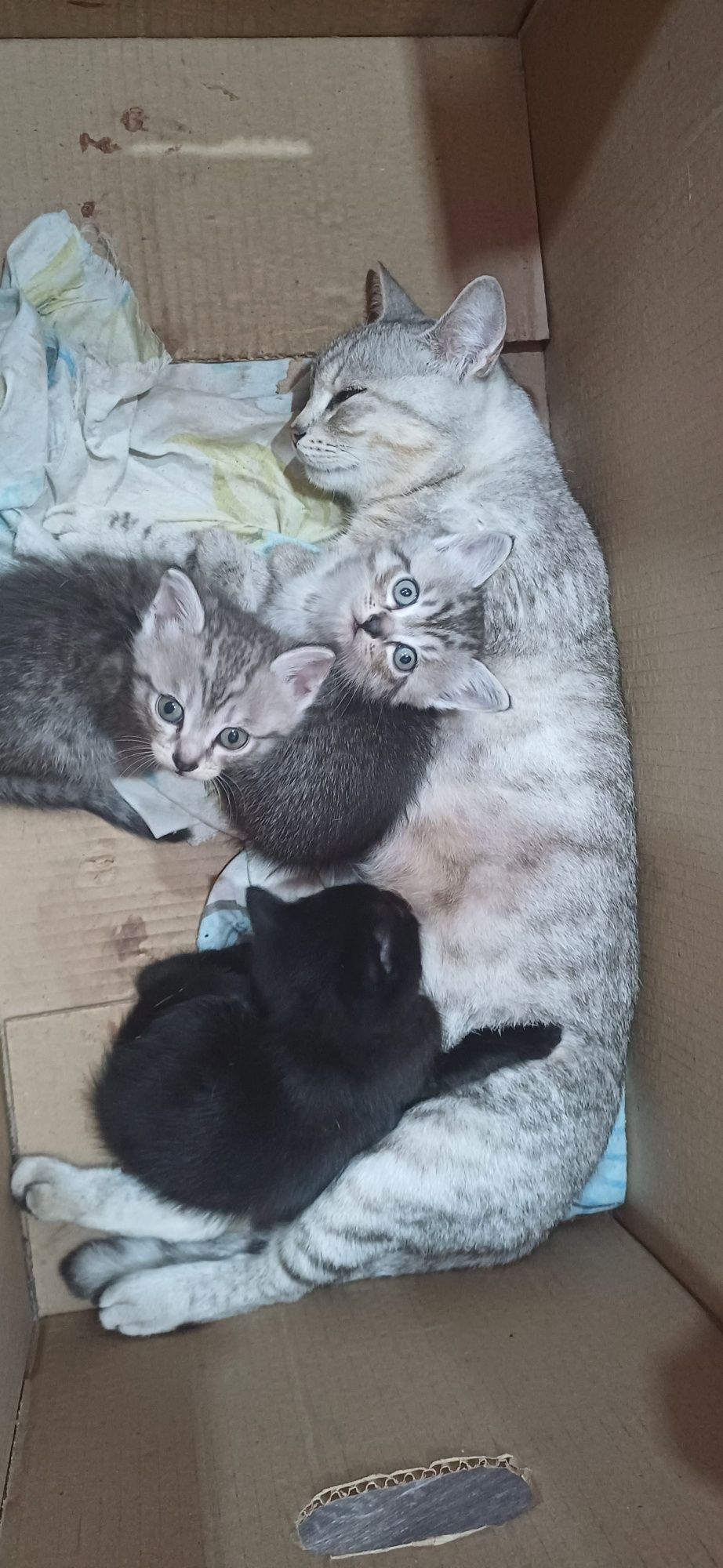 Отдам котят британцев