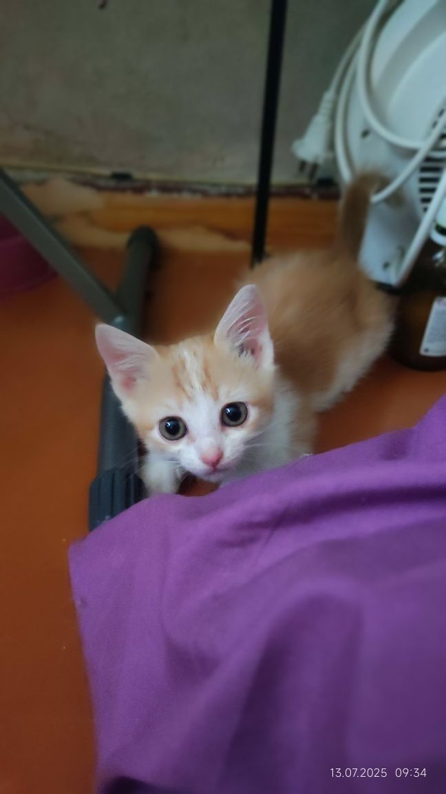 Котенок девочка 1.5 месяца в поиске дома