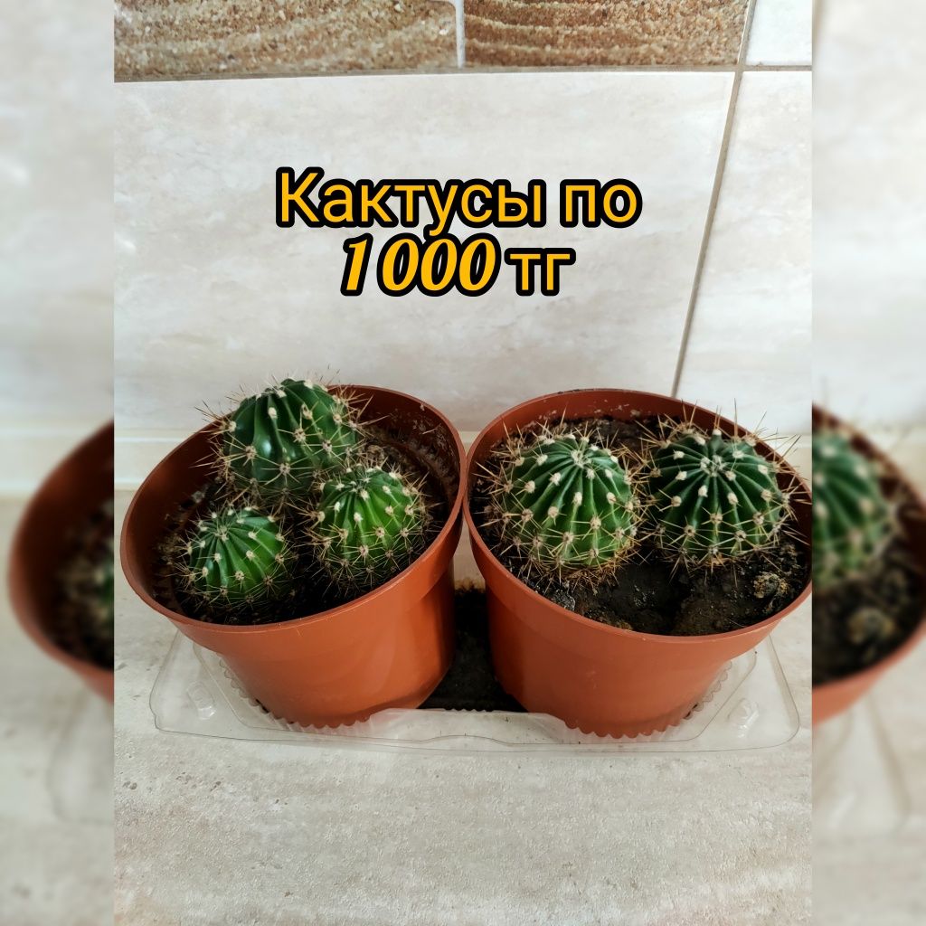 Комнатные растения