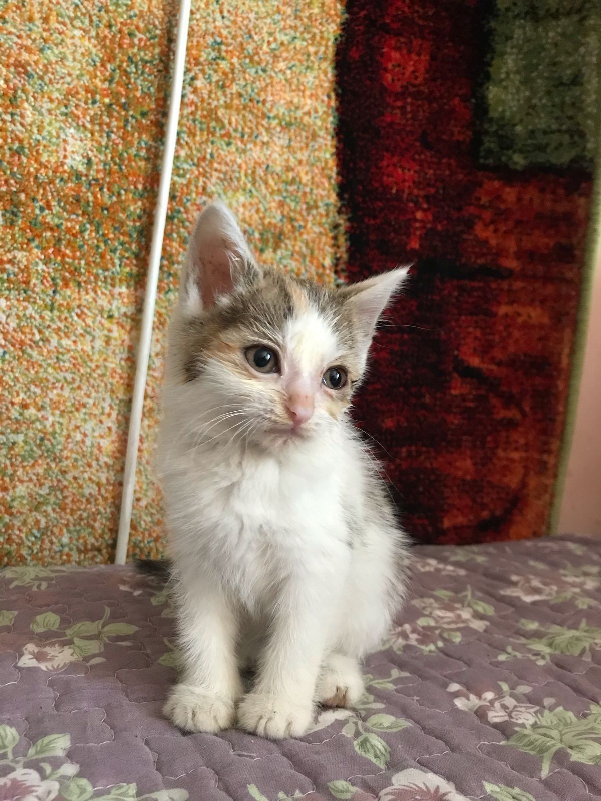 Котенок ищет семью и дом