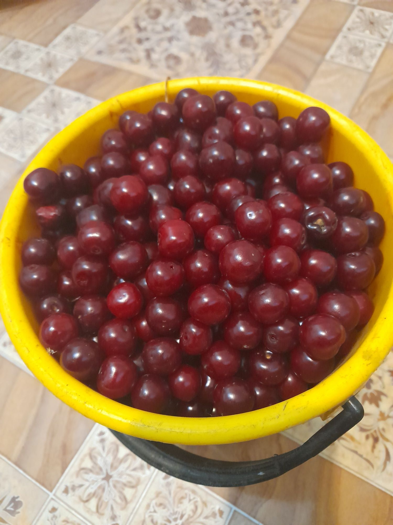 Вишня, яблоки солнцедар