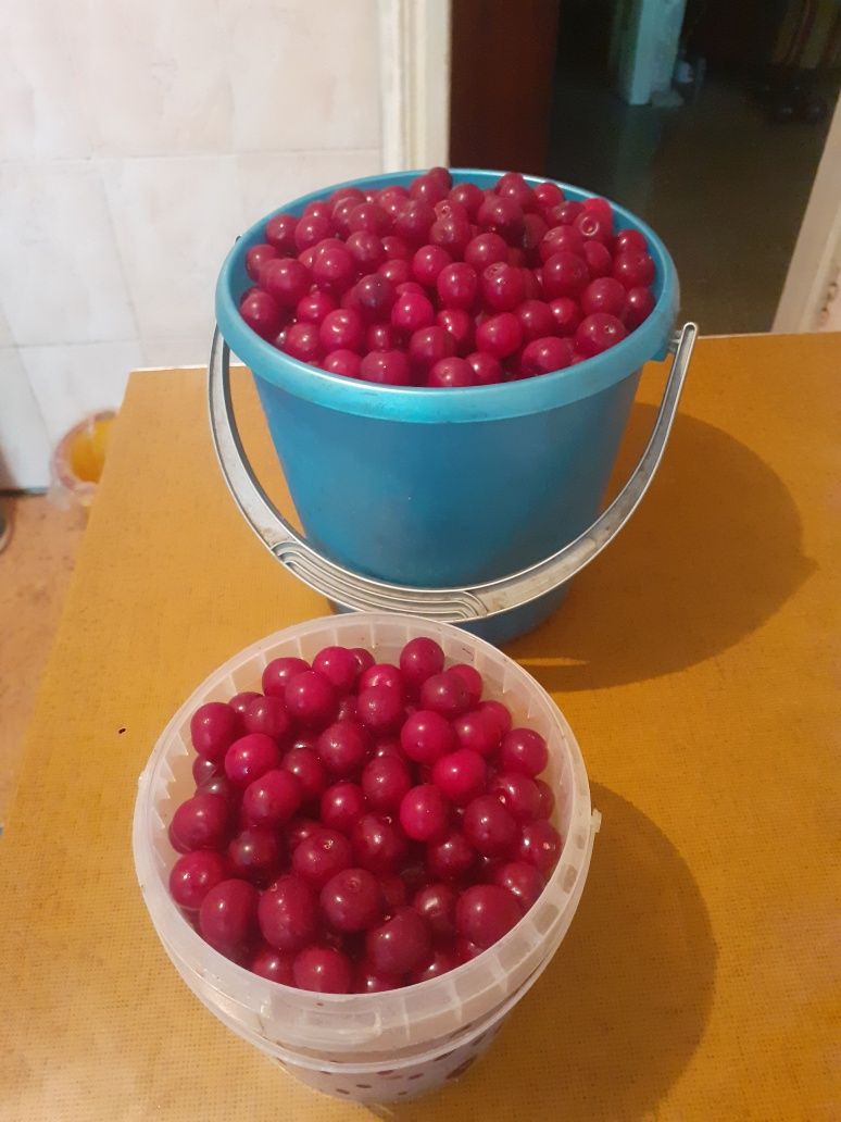 Продам садовую вишню под заказ, яблоки, груши, сливы.