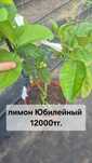 Продам лимон, кумкват, цитрон, апельсин, цитрусовые растения