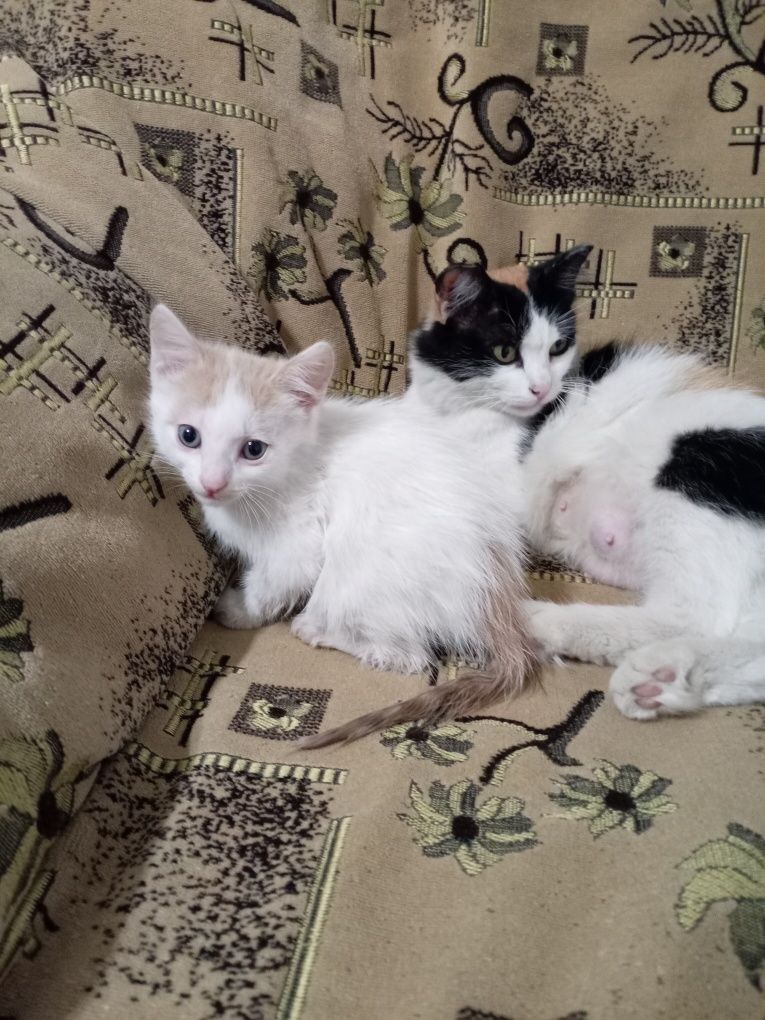 Продам домашних котят