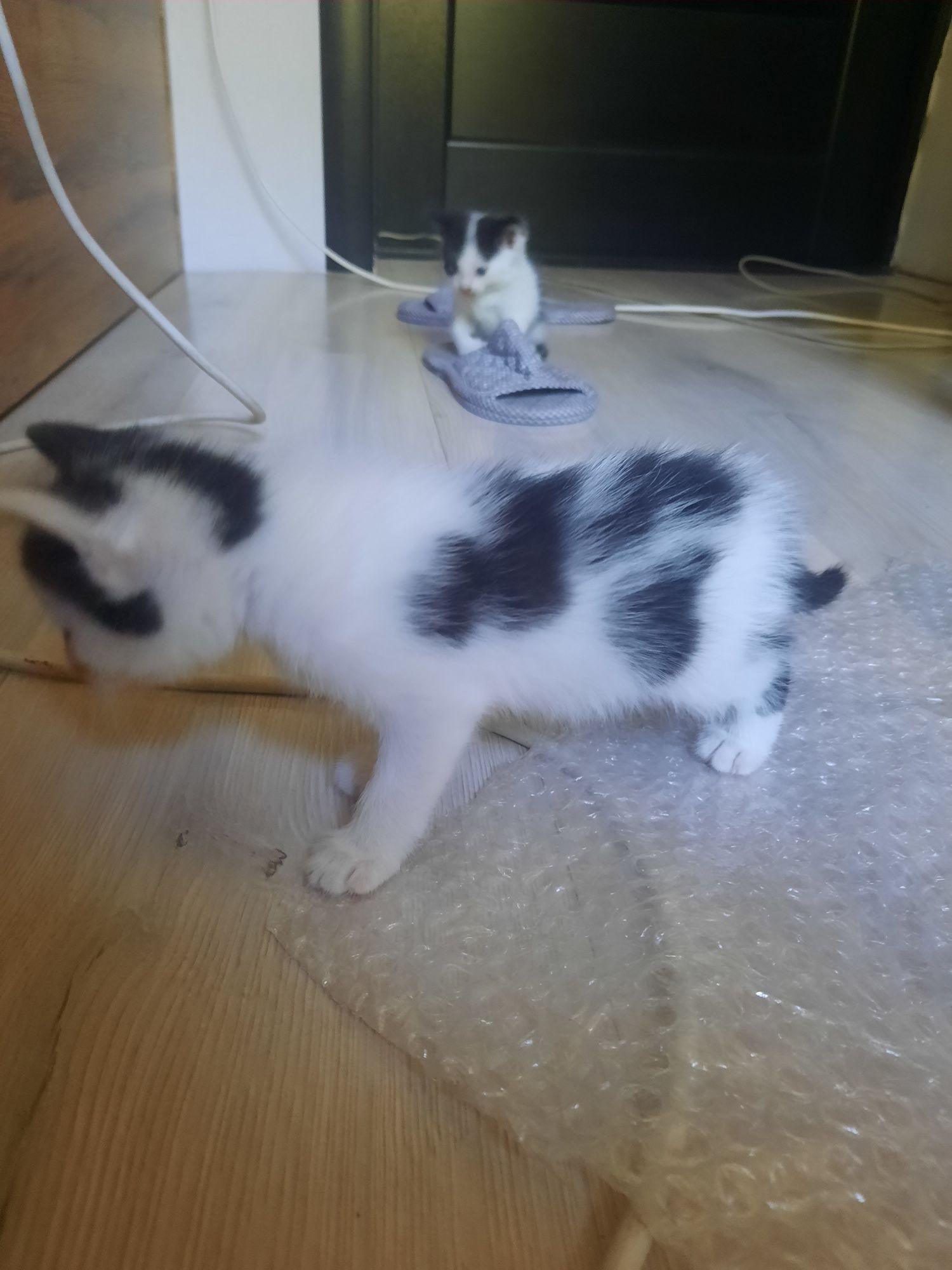 Прекрасные котята