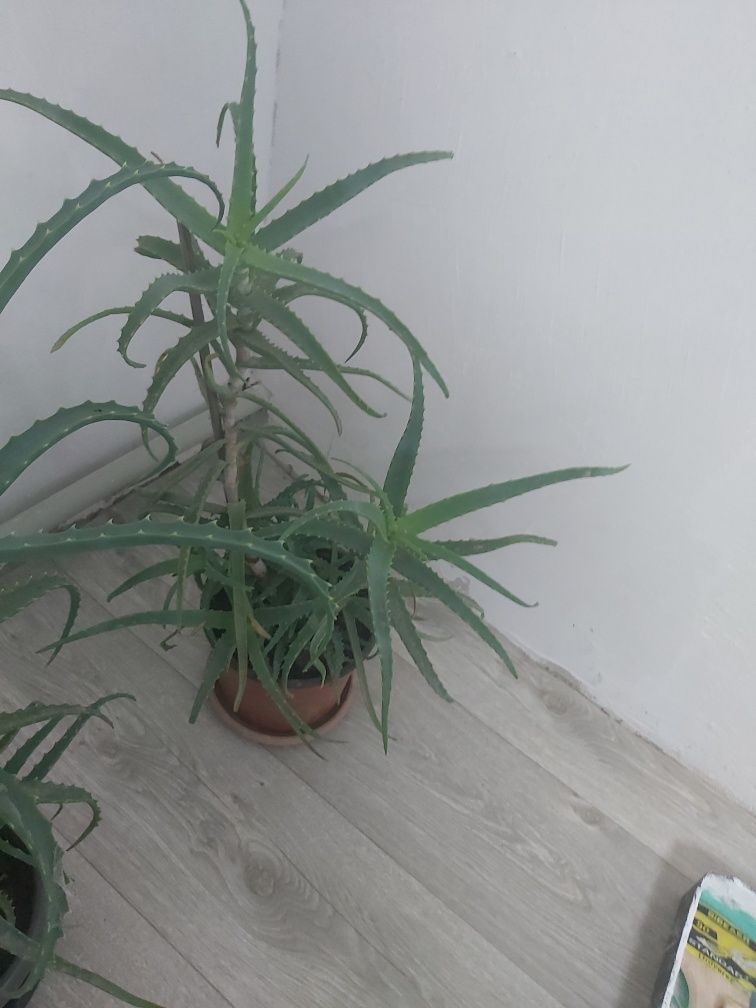 Продам алоэ лекарственный