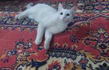 Котёнок породы Ангора