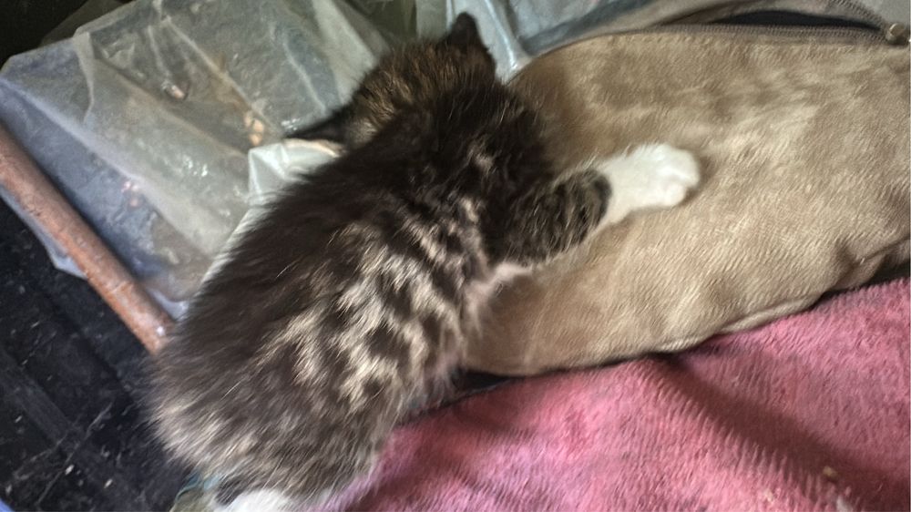 Раздам котят от породистой кошки бенгалки, бенгальская