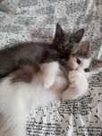 Котята мальчики 2 месяца