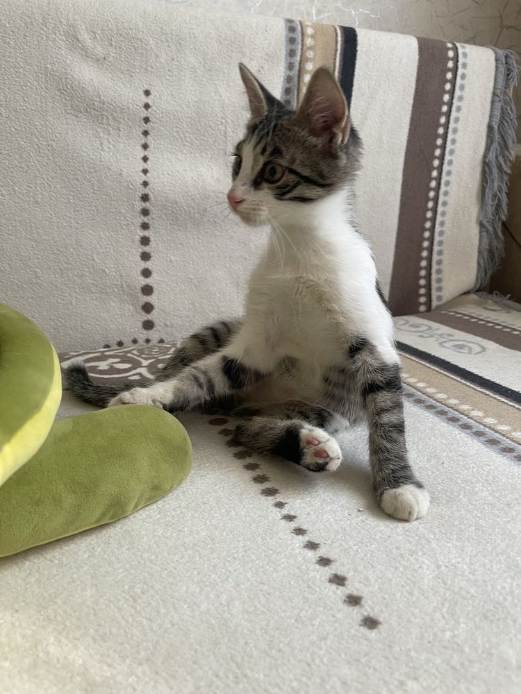 Отдам котят в добрые руки