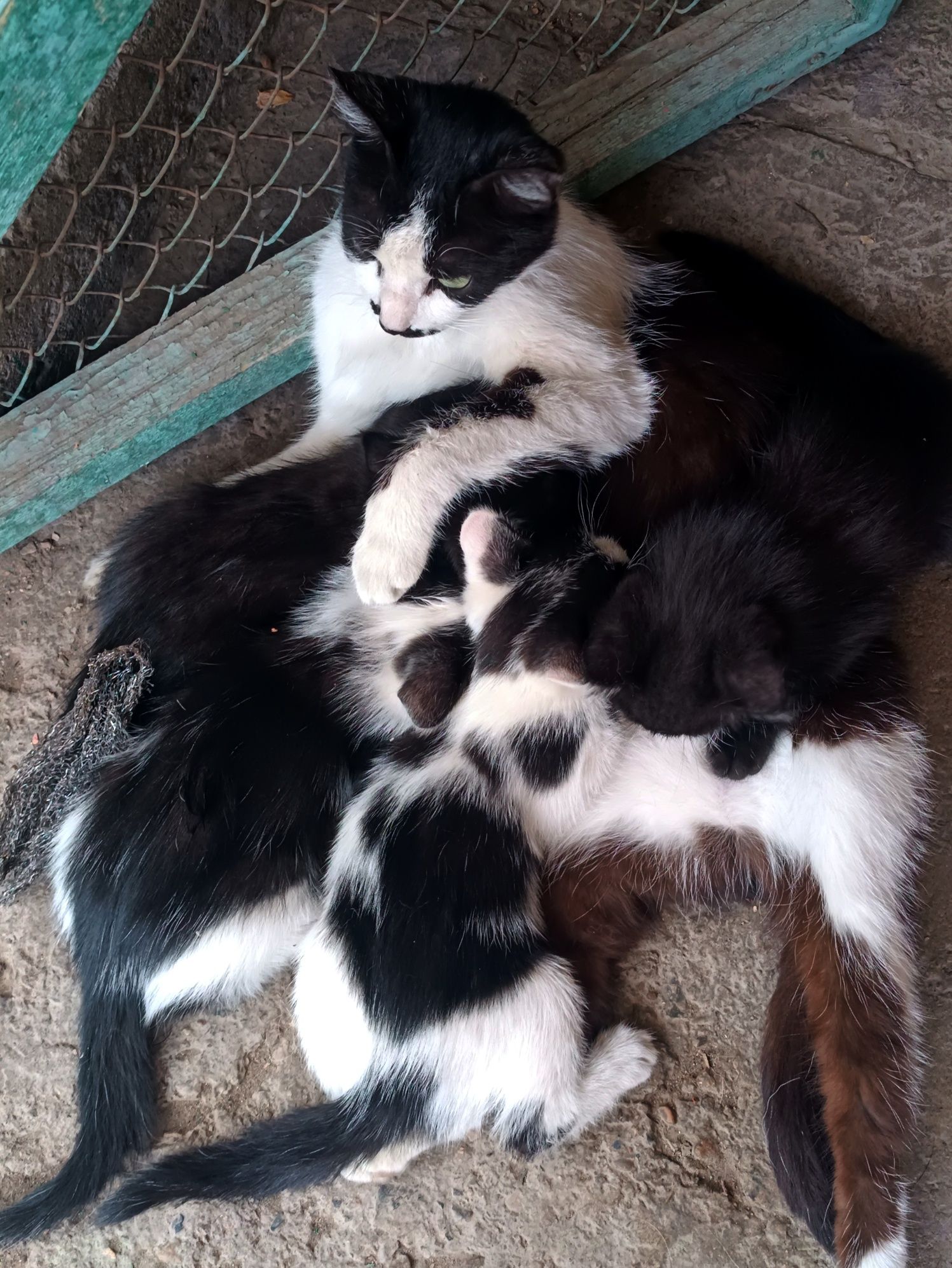 Котята охотницы в хорошие руки