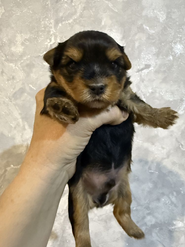 Щенок йорчик продается