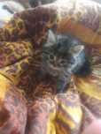 Шотландские Котята 0,5 месяца