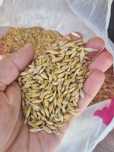 Продам ячмень продовольственный